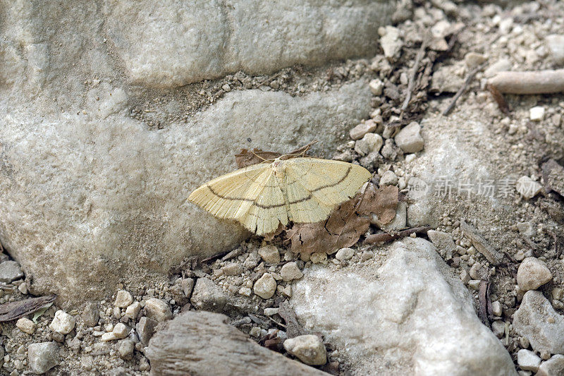蝴蝶在石头地上