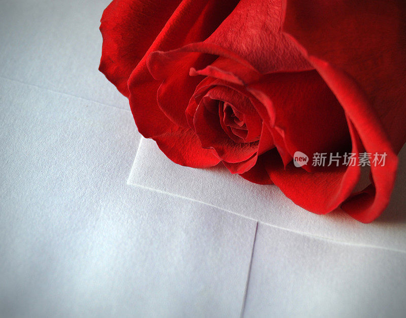 红玫瑰纸情书