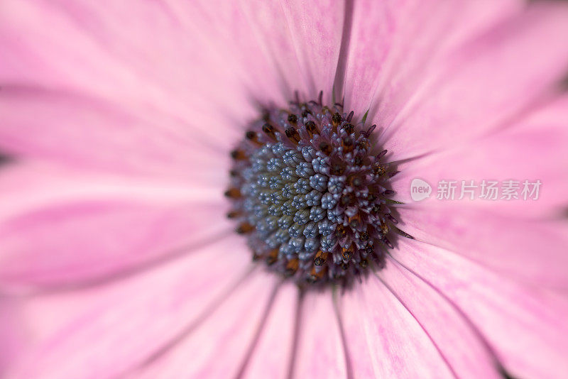 细部粉红色骨花头状花序