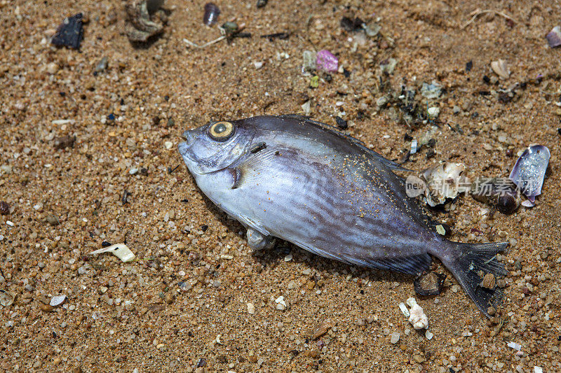 海滩上没有活鱼