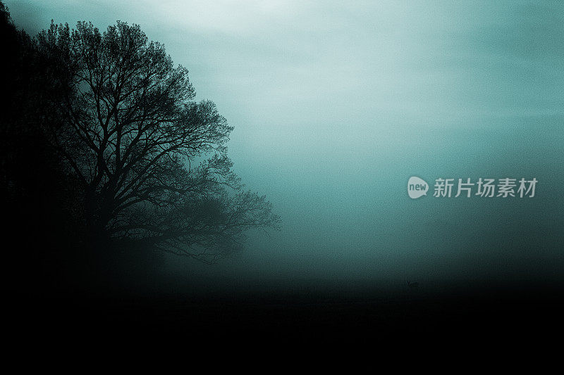 田野上一个昏暗多雾的早晨