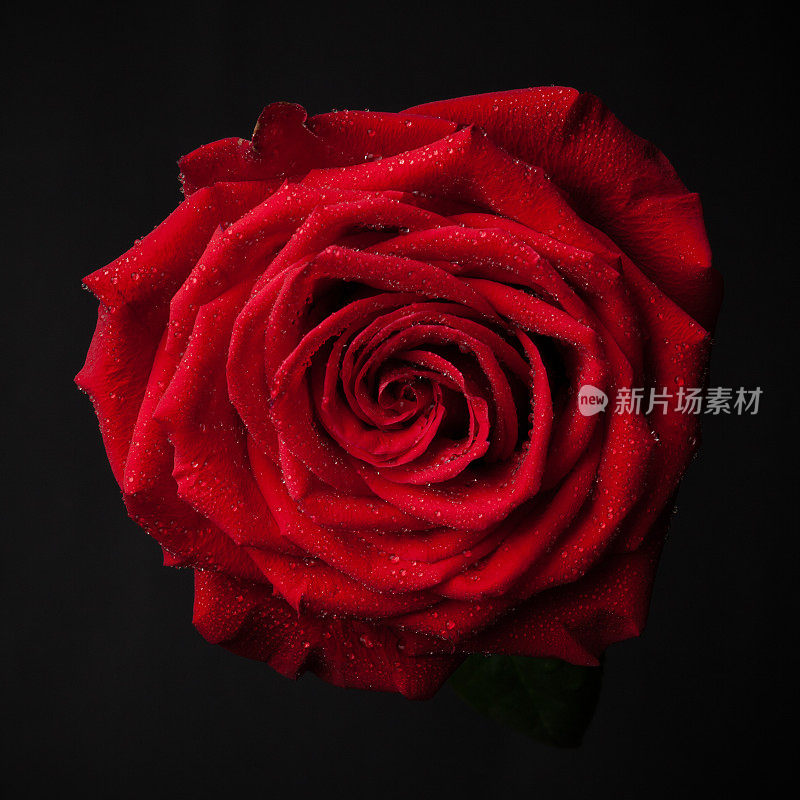 红玫瑰低调。