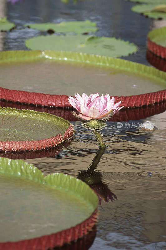 特写巨大的热带睡莲和花夏威夷瓦胡岛