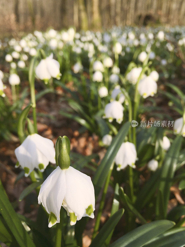 欧洲森林，图林根州，H国家公园的春天雪花