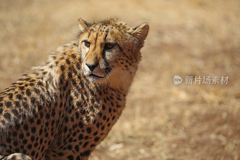 南非:草丛中的猎豹