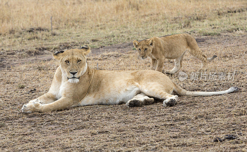 母狮和幼崽，马赛马拉，科奈，东非