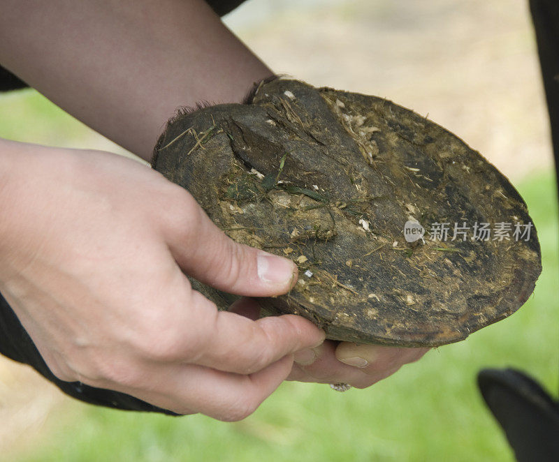 丢了马蹄铁的马