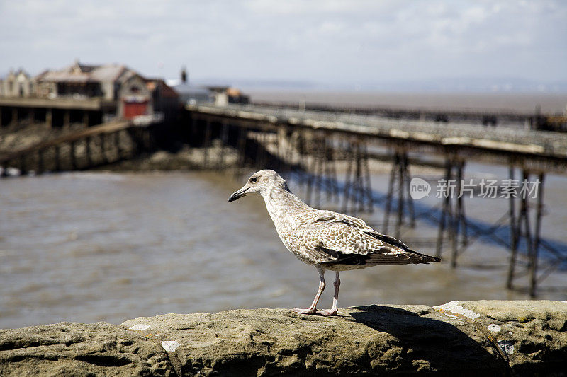 海鸥，背景是一个废弃的维多利亚码头