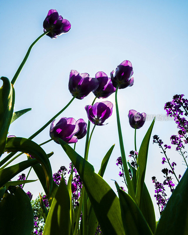 郁金香花