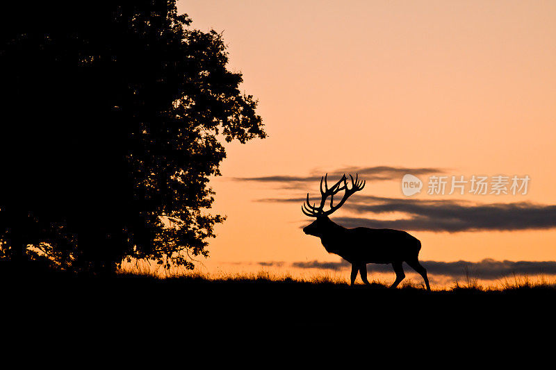 夕阳下大型麋鹿的剪影