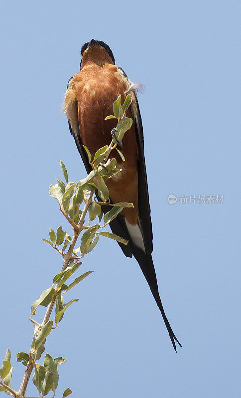 Red-Breasted吞下