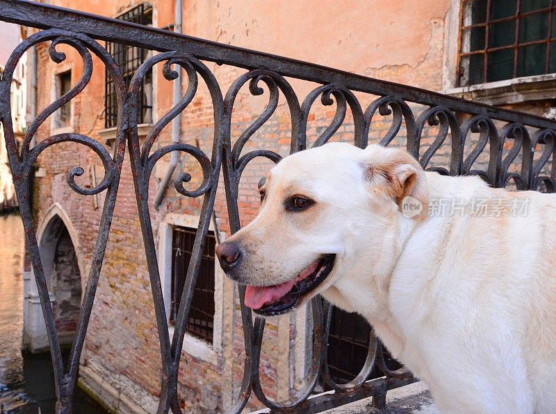 威尼斯的拉布拉多犬