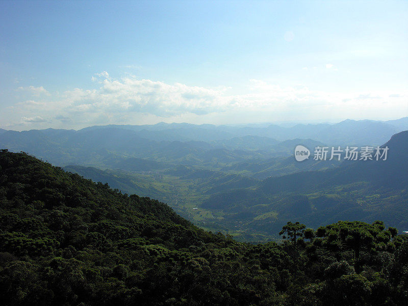 乔杜岛坎波斯市附近的巴西森林