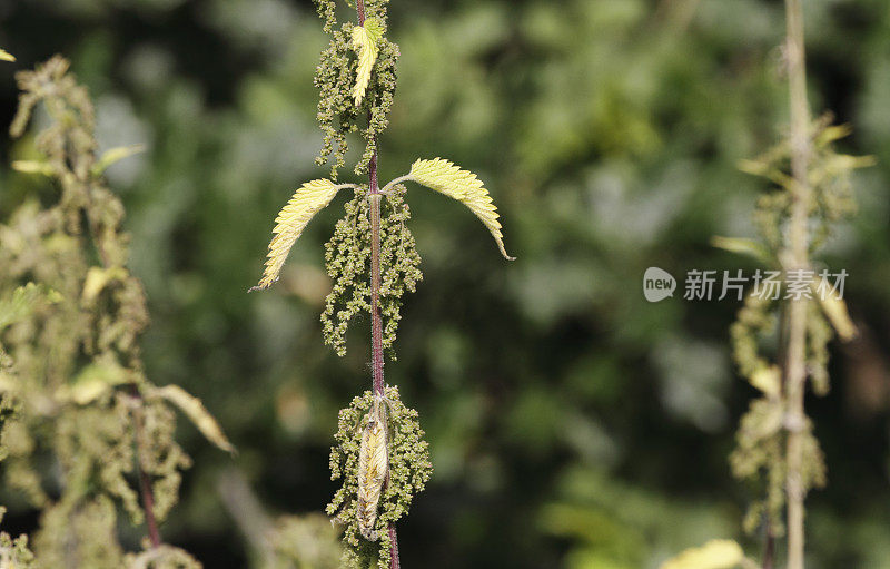 荨麻荨麻在花软背景