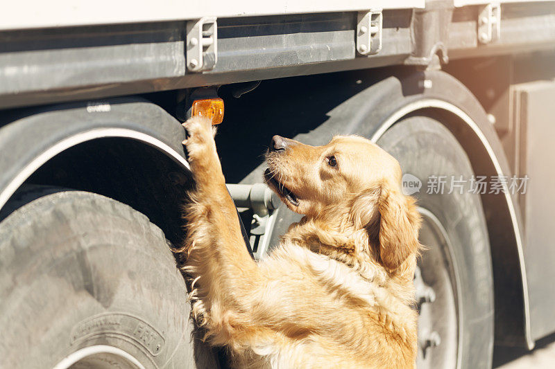 缉毒犬在卡车上搜查毒品