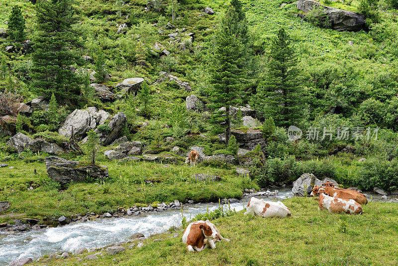 奶牛在奥地利泰洛的齐勒塔尔山谷吃草
