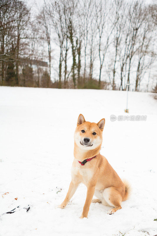 日本柴犬冬日下雪天坐在公园里