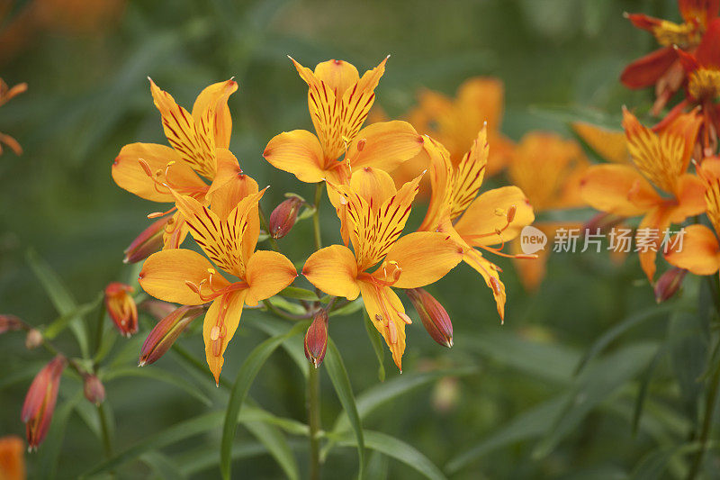 秘鲁莉莉(Alstroemeria)