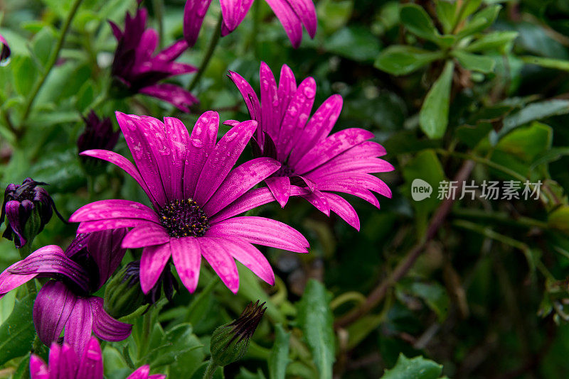 紫色雏菊花(菊科)，Cinfães，葡萄牙