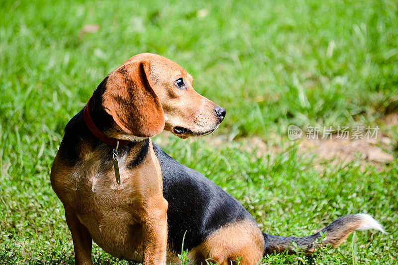 小猎犬号类型的狗