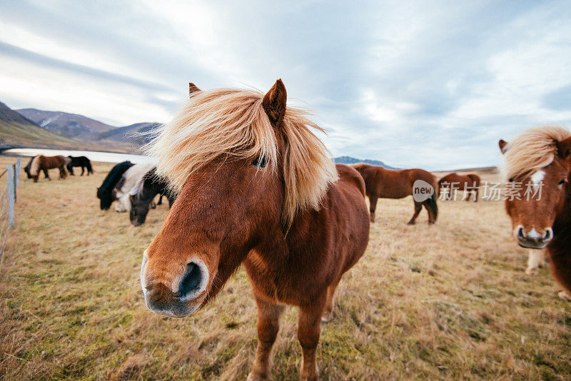冰岛美丽的自然风光中的冰岛马