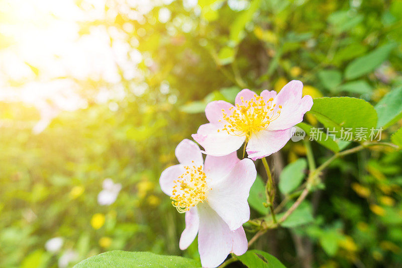 苔藓在树