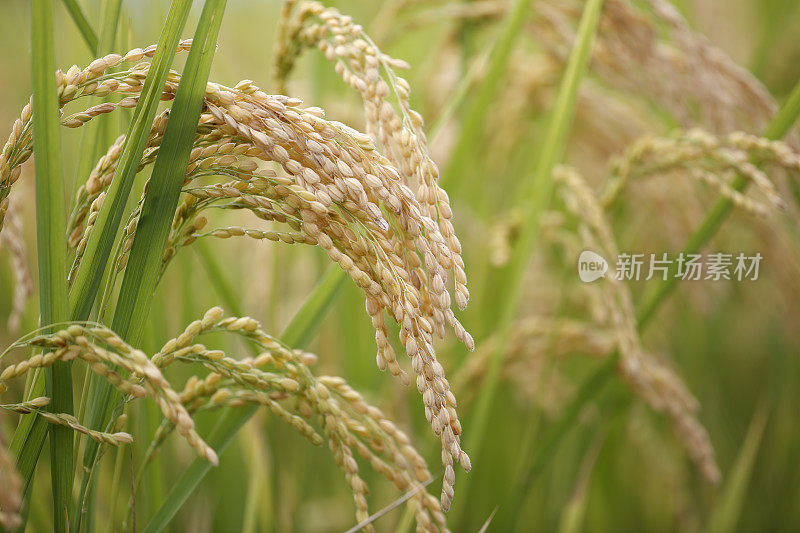 台湾的绿色稻田