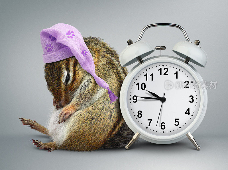 有趣的花栗鼠用闹钟和睡帽醒来
