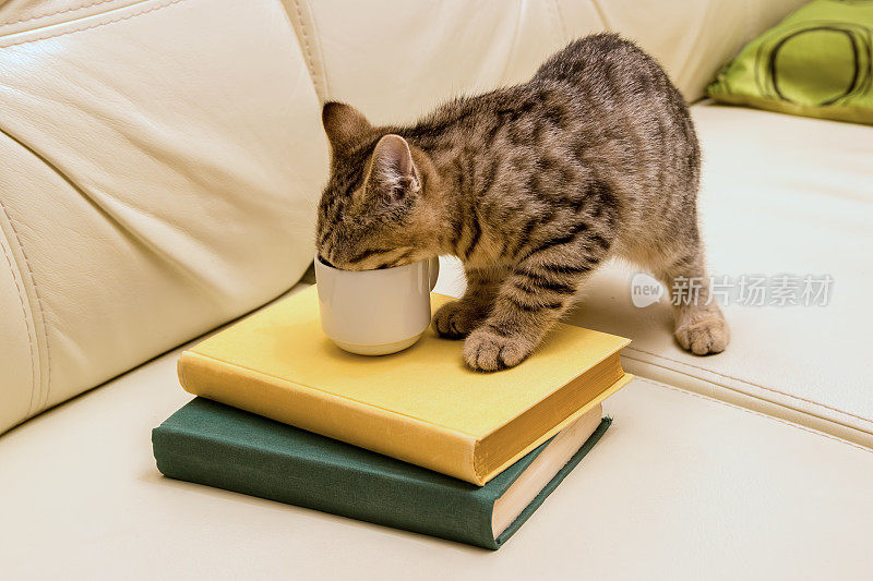 小猫在皮沙发上喝着杯子里的水。绿色和黄色的书。光沙发。