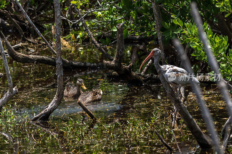 斑驳鸭与幼白朱鹭“丁”达林国家野生动物保护区，萨尼贝尔岛，美国佛罗里达州