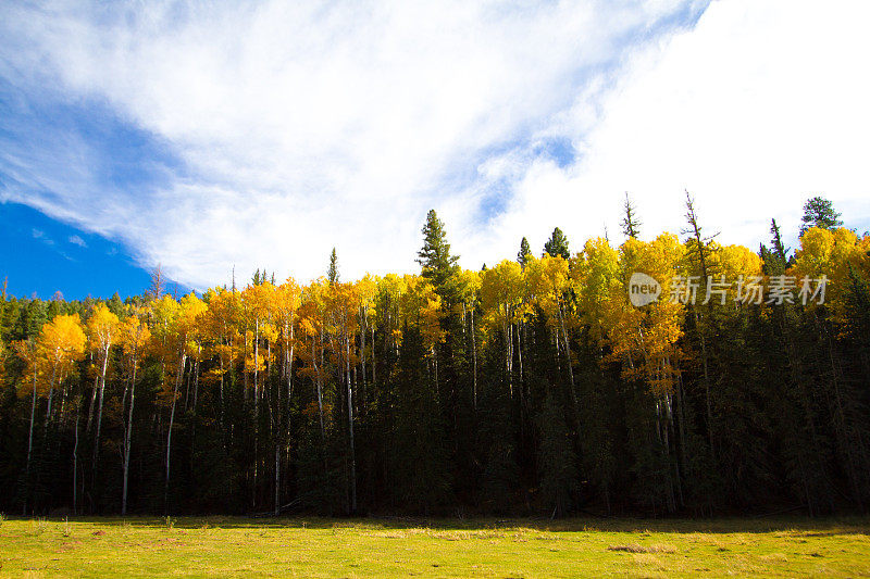 新墨西哥州秋天的场景:阳光照耀下的黄色白杨森林