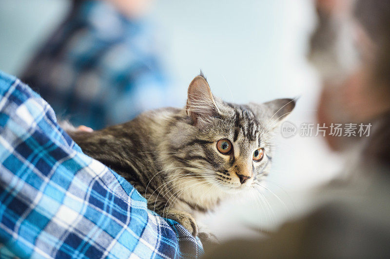 肩上的挪威森林猫