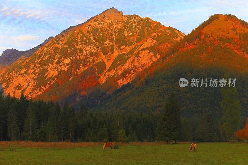 哈夫林格马-种马在阿尔卑斯景观附近的卡文德尔山脉和巴伐利亚阿尔卑斯山在德国-雄伟的高山景观在金色的秋天，戏剧性的蒂罗尔山全景和田园式的蒂罗尔草地，奥地利