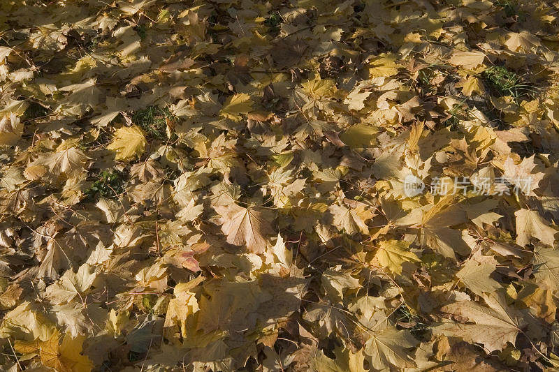 黄澄澄的树叶，秋天的落叶，秋天的风景森林