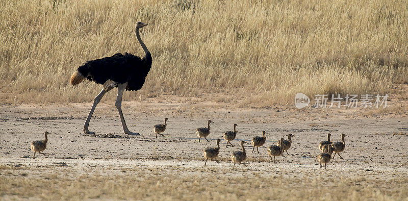 喀拉哈里沙漠干燥的阳光下，一家子鸵鸟在父母身后奔跑