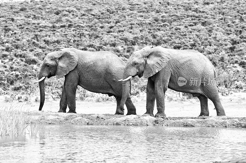 黑白大象，南非