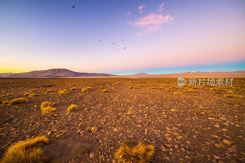 安第斯山脉的高海拔贫瘠高地，是玻利维亚最重要的旅游目的地之一。在日落的前景与宏伟的火山范围在背景发光的草。