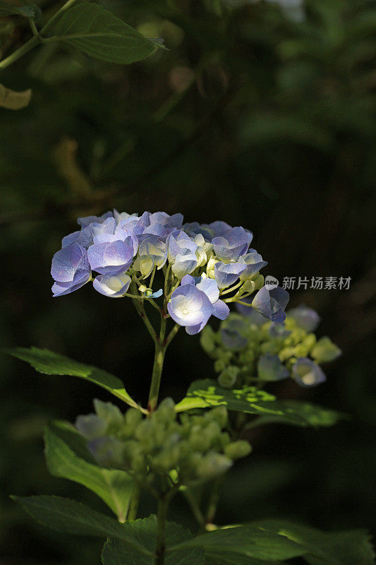 夏天的蓝绣球花