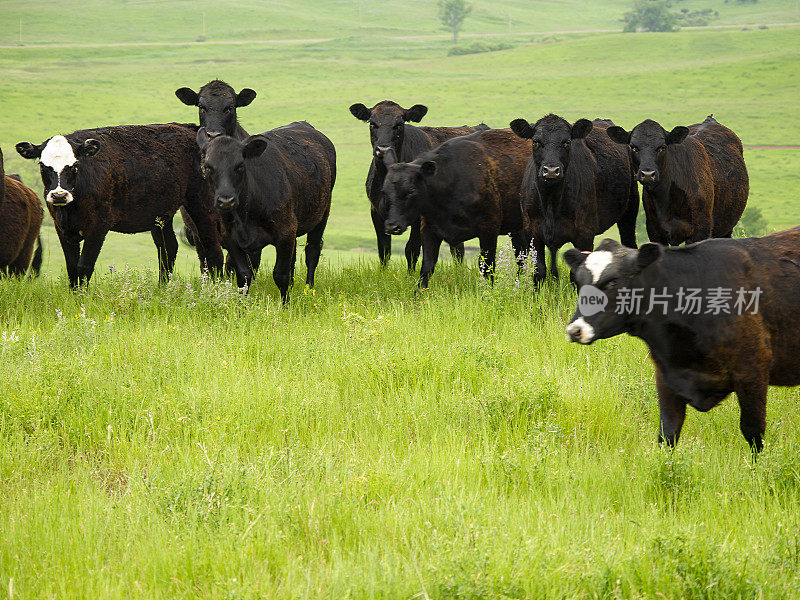 开阔大草原上的一群牛
