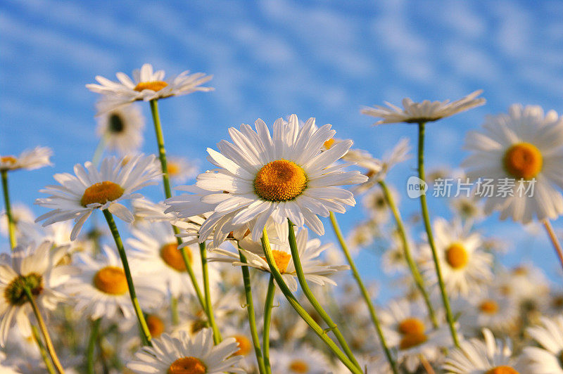 野雏菊花