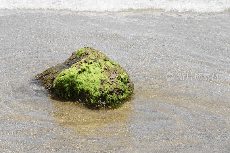 伊比沙海滩的海藻