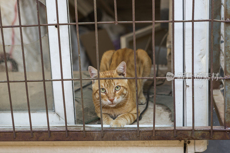 一只流浪猫从土耳其阿瓦利克巴利克西尔大街的废弃房屋窗户里望出去