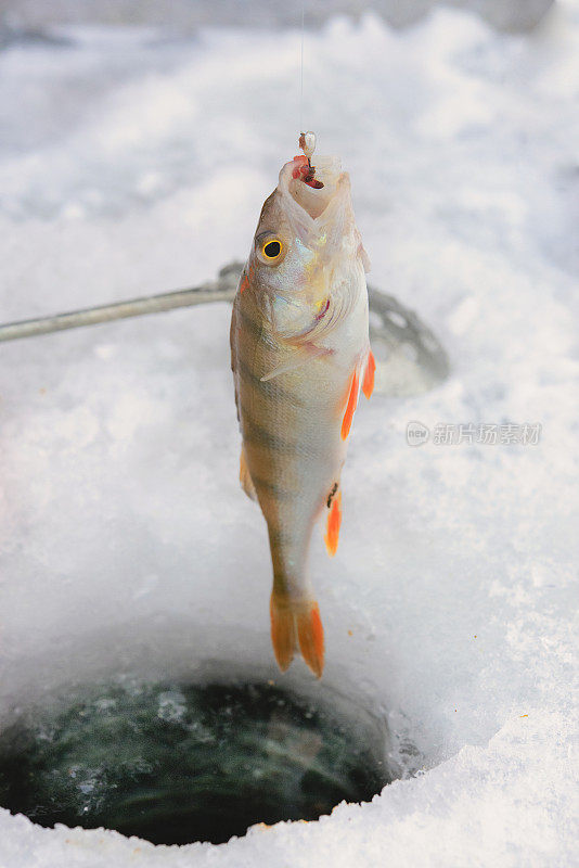 冬季钓鱼。海鲈鱼鱼饵。