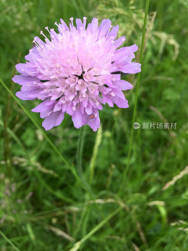 一朵粉红色的花在田野里盛开