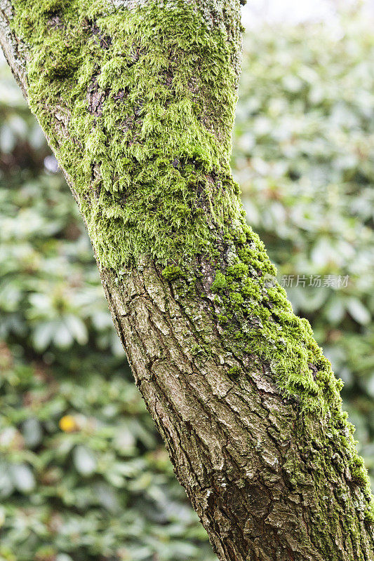 苔藓在树