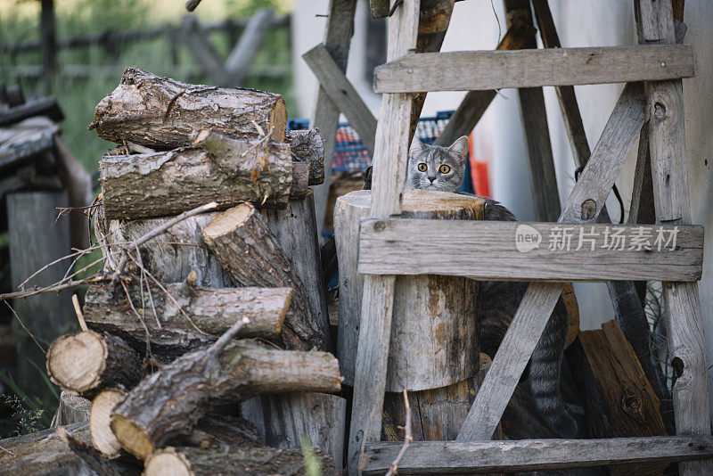 可爱有趣的猫爬在干木头好奇