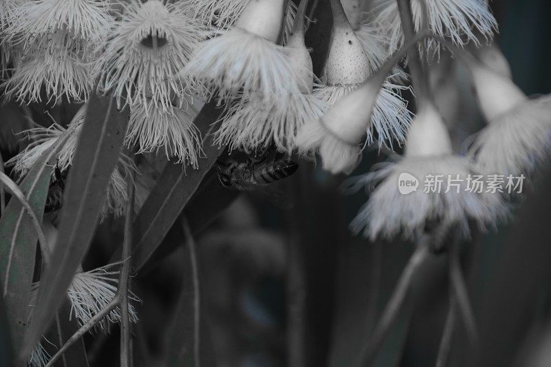 蜜蜂从花中吸取花蜜