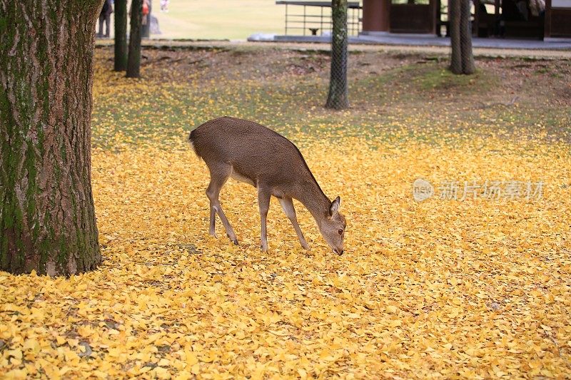 和歌山山上的梅花鹿