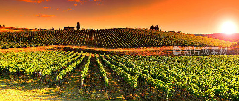 葡萄园日落附近的村庄勒西西在托斯卡纳地区。基安蒂红葡萄酒,意大利。