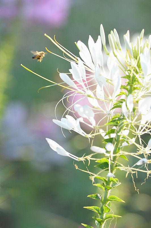 带刺的spiderflower